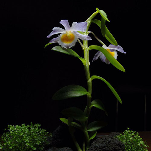 orquidea